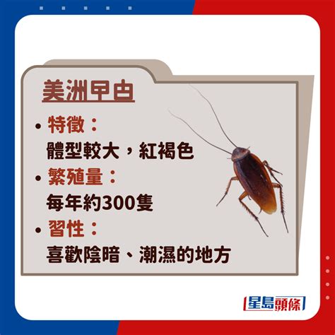 曱甴屎|曱甴品種｜解構香港3大常見蟑螂(德國/美洲/棕帶) 11招消滅「小強 